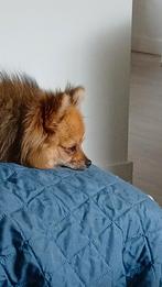 Pomchi 1,5 jaar, 1 tot 2 jaar, Eén hond, Nederland, Particulier