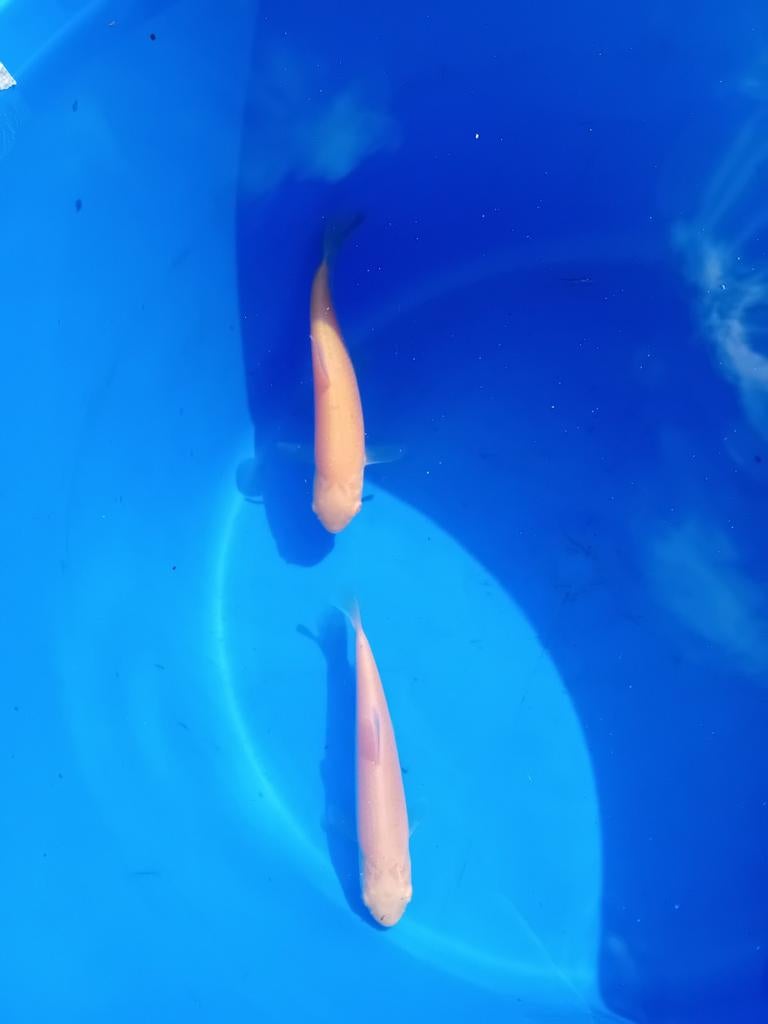 Mooie albino graskarpers, Dieren en Toebehoren, Vissen | Vijvervissen, Karper of Koi