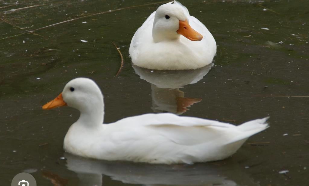 Gezocht broedeieren, Geslacht onbekend, Eend