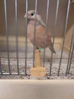 Noorse goudvink, Vrouwelijk, Wildzangvogel