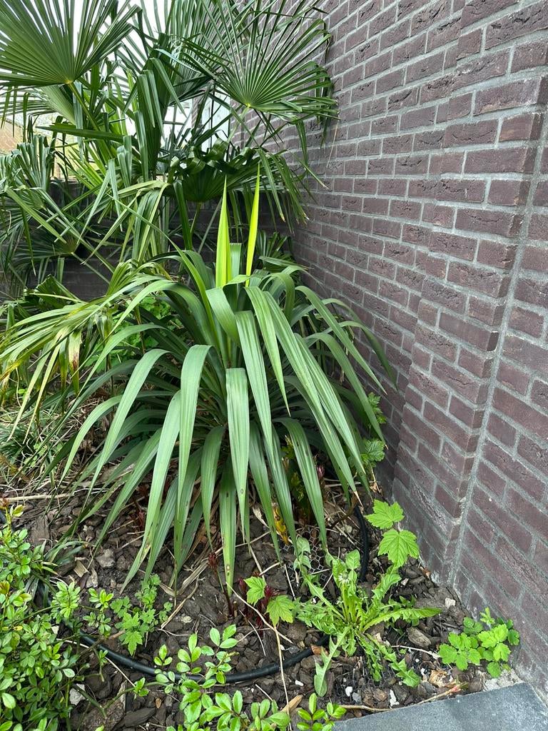 Yucca’s, Ophalen of Verzenden, Overige soorten, Volle zon