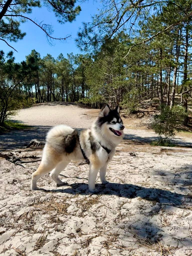 F1 Pomsky dekreu, Dieren en Toebehoren, Parvo, Eén hond, 3 tot 5 jaar, Nederland