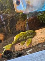 L200 Green phantom pleco / aquarium / vis, Vis