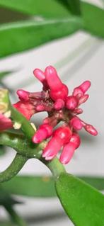 Dischidia parasitica🪴, In pot, Minder dan 100 cm, Bloeiende kamerplant, Halfschaduw