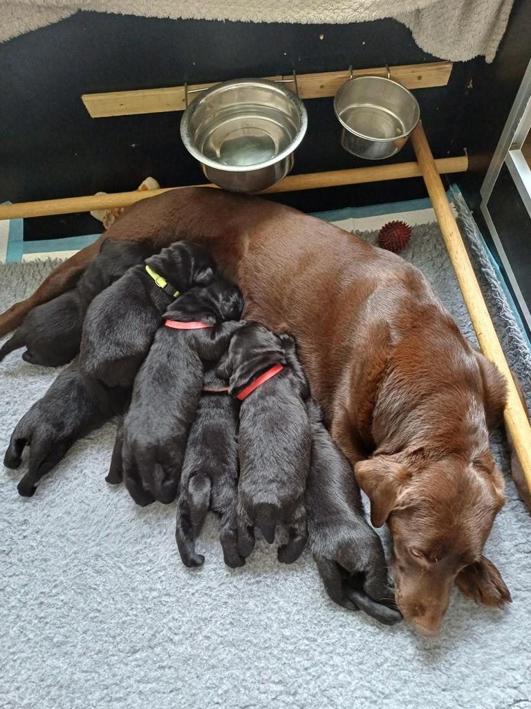 Labrador puppy's/pups zwart, Reu, 8 tot 15 weken, Labrador retriever, Meerdere