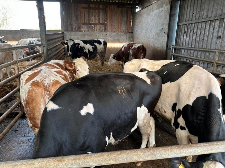 aangeboden: weide / afmest koeien, Dieren en Toebehoren, Runderen, Vrouwelijk