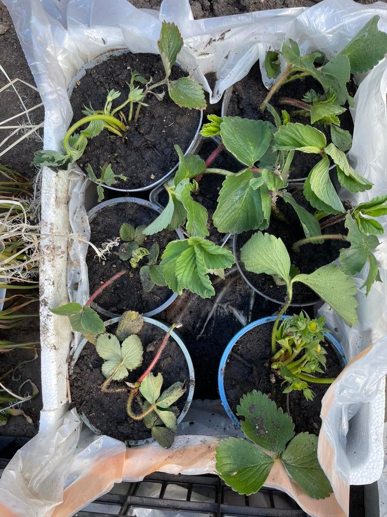 Aardbeienplantjes kweek je eigen aardbeien, Ophalen, Volle zon, Vaste plant, Zomer