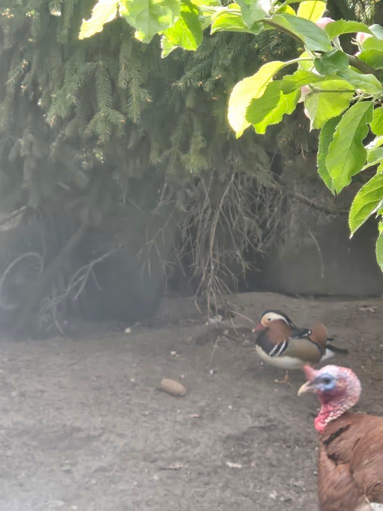 manderijn eend woerd, Ophalen of Verzenden, Overige typen