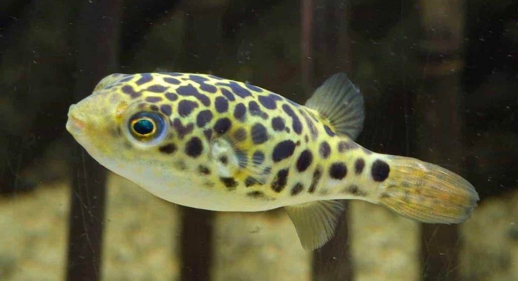 Kogelvis, Dieren en Toebehoren, Vissen | Aquariumvissen, Vis, Zoetwatervis