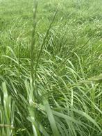 Gras op stam gezocht omgeving Lemmer/Joure/Bantega, Ophalen