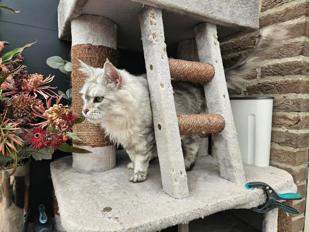 Maine Coon maatje., Dieren en Toebehoren, Katten en Kittens | Raskatten | Langhaar, Poes, Met stamboom