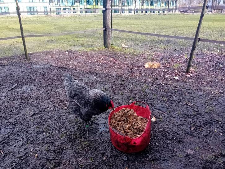 Jersey gaint broedeieren, Dieren en Toebehoren, Pluimvee, Kip, Geslacht onbekend