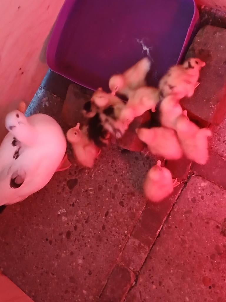 Kwaker, pullen, kuikens, eendjes, Dieren en Toebehoren, April, Geslacht onbekend, Overige typen