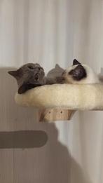 Britse korthaar te koop, Poes, Kortharig