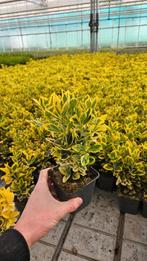 Euonymus Aureomarginatus - geelbont - haagplant, Tuin en Terras, Planten | Struiken en Hagen, Ophalen of Verzenden, Overige soorten