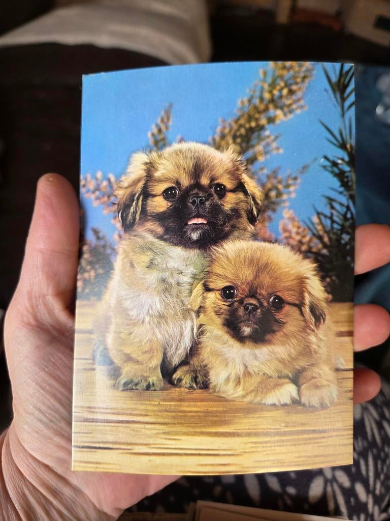 Vintage Ansichtkaart: Schattige Pekinees Puppy's, Ophalen of Verzenden, 1960 tot 1980, Ongelopen, Hond of Kat