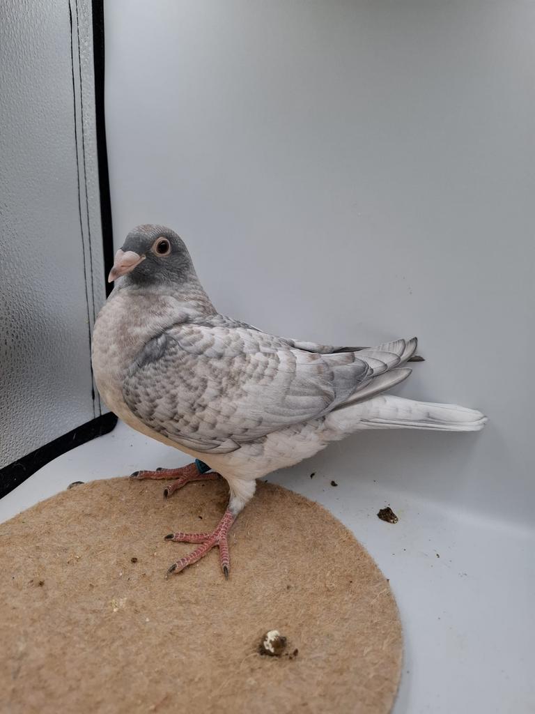 4 mooie jonge npo geringde Kleurpostduiven, Meerdere dieren, Postduif