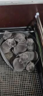 Engelse Stafford Bullterriër pups met FCI stamboom, etc., Dieren en Toebehoren, Honden | Jack Russells en Terriërs, Bull Terriër