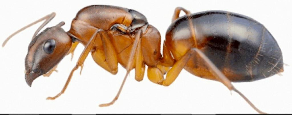 Mieren kolonies en koninginnen, Mieren