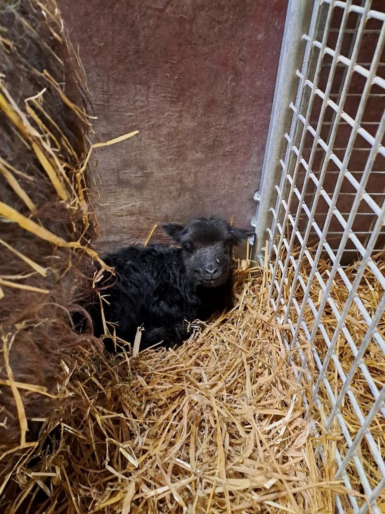 Skudde rammetje, Dieren en Toebehoren, Schapen, Geiten en Varkens, Mannelijk, Schaap, 0 tot 2 jaar