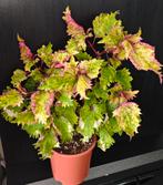 Grote zeldzame Siernetel / Coleus - Ophalen in Zwolle, Huis en Inrichting, Kamerplanten, Ophalen, Overige soorten, Halfschaduw