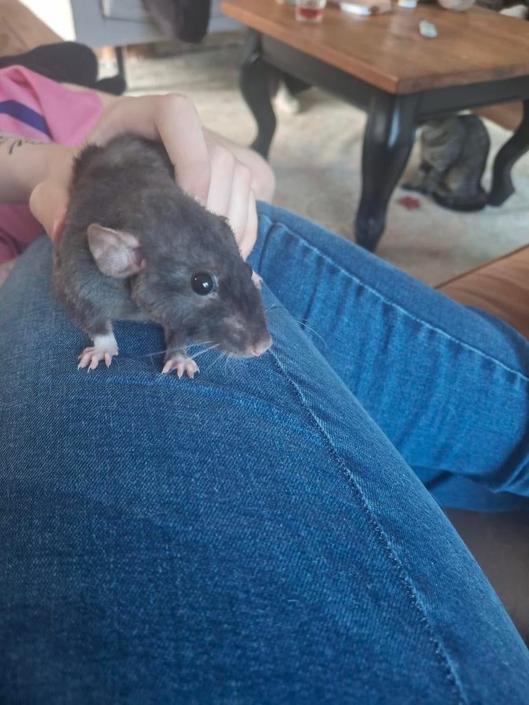 2 tamme ratten met kooi en toebehoren, Oktober, Vrouwelijk