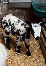 Fleslam bont rammetje, Mannelijk, Schaap