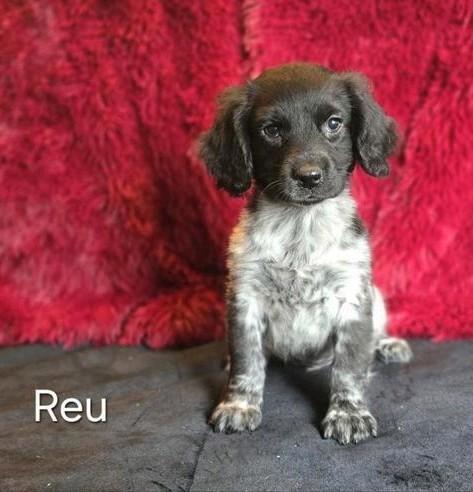 Friese Stabij puppy’s, nog 2 beschikbaar, Dieren en Toebehoren, Honden | Niet-rashonden, Middel, Meerdere dieren, Fokker | Professioneel