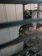Meyer papegaaie, Dieren en Toebehoren, Vogels | Parkieten en Papegaaien, Mannelijk, Parkiet