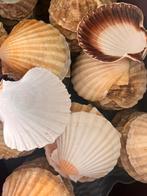 Prachtige coquile schelp, Verzamelen, Mineralen en Fossielen, Verzenden, Schelp(en)