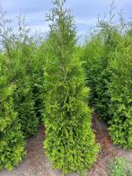 Thuja martin 200/250, Ophalen, Conifeer, Haag, 100 tot 250 cm