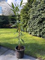 Oleander, Tuin en Terras, Planten | Tuinplanten, Ophalen, Vaste plant, Groenteplanten, Volle zon