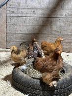 Cochin kippen te koop, Dieren en Toebehoren, Pluimvee, Meerdere dieren, Kip