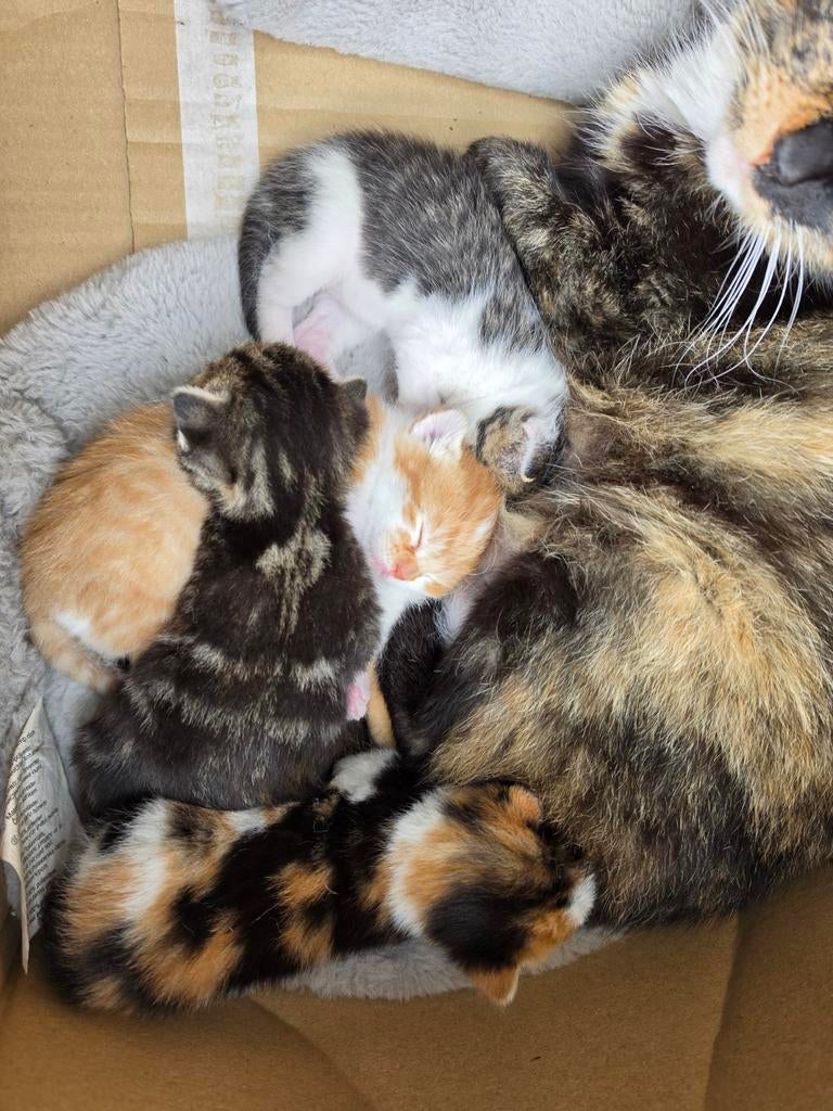 Prachtige kittens 2 jonfens en 2 meisjes, 2 april geboren, Dieren en Toebehoren, Poes