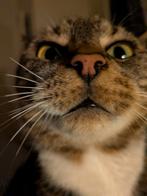 Kitten gezocht!, Poes