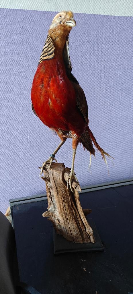 Opgezet Goudfazant, Ophalen, Gebruikt, Vogel, Opgezet dier