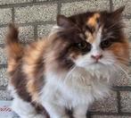 Selkirk Langhaar poesje lapjes met bruin chocola, Dieren en Toebehoren, Poes, Met stamboom, 0 tot 2 jaar