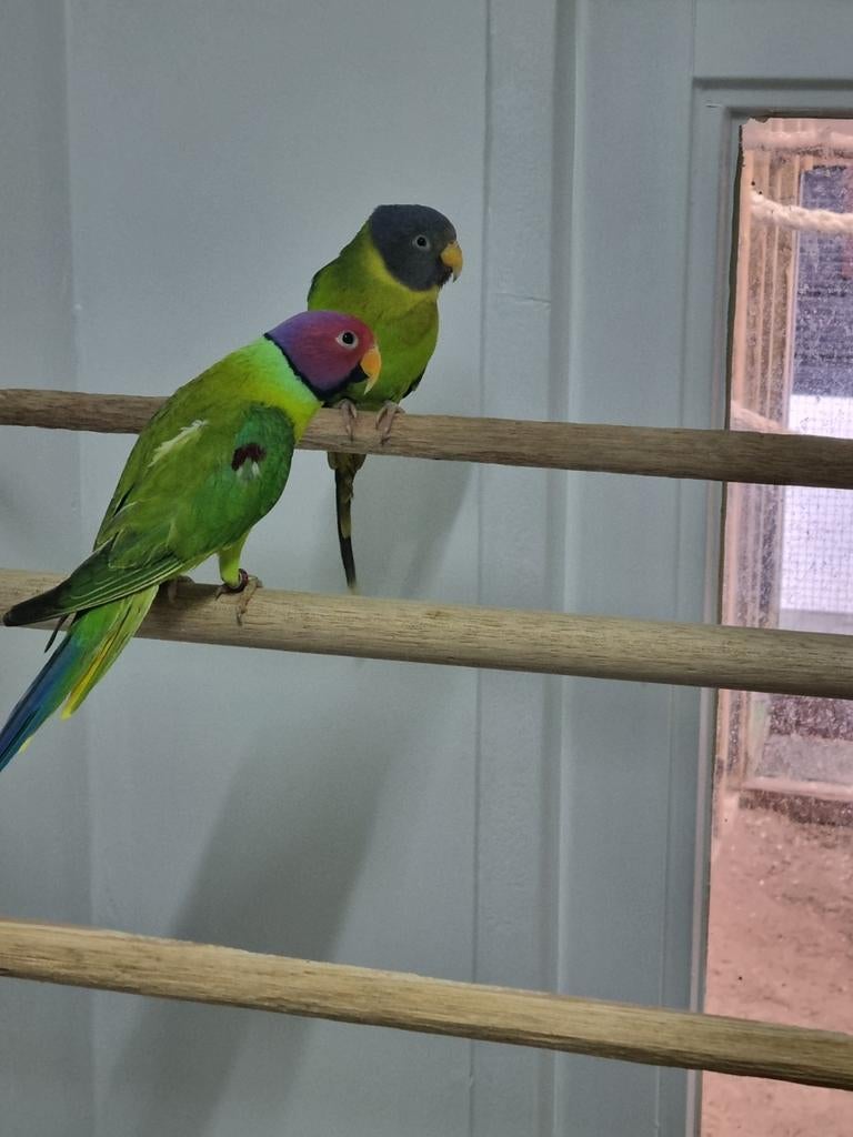 Gezocht parkietsoorten, kanaries en tropen, Meerdere dieren, Parkiet