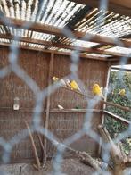 Timbrado kanaries, Meerdere dieren, Kleurkanarie