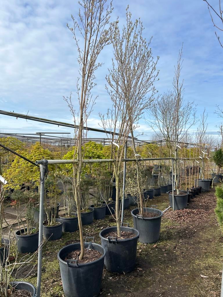 Amelanchier lamarckii - Krentenboompje in pot, Tuin en Terras, Overige soorten, Lente, 250 tot 400 cm, Ophalen