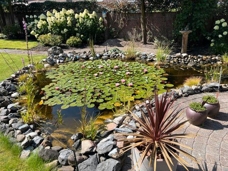 Complete Vijver met Goudvissen, Planten en Maaskeien, Tuin en Terras, Vijvers, Gebruikt, Ophalen of Verzenden