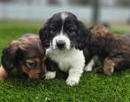 Te koop mooie langharige Dwerg Teckel pups (tekkel), Parvo, Nederland, 8 tot 15 weken, Dwerg