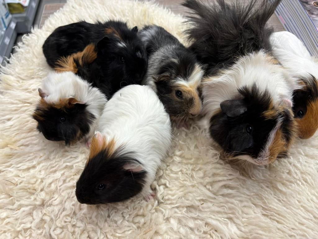 Leuke, lief jonge cavia’s beertjes , geschikt voor koppeling, Dieren en Toebehoren, Cavia, Februari, Mannelijk, Tam