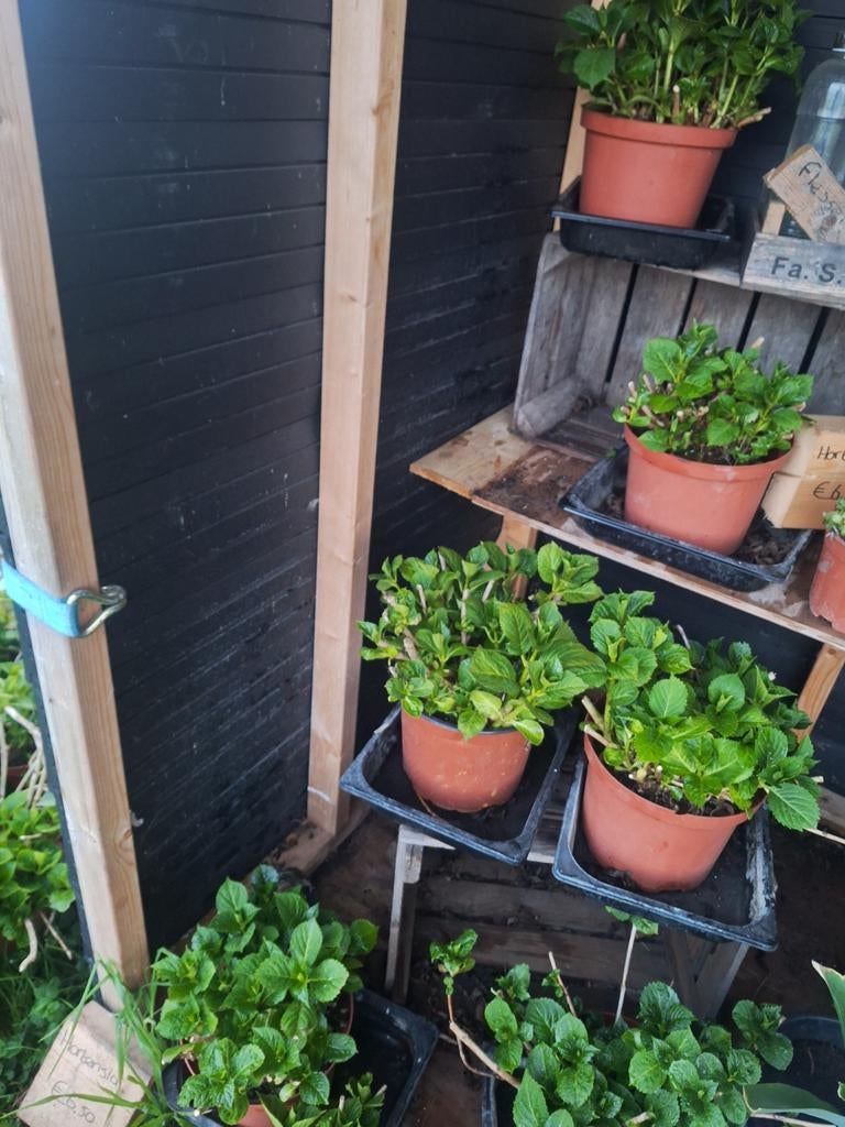 Hortensia, Ophalen of Verzenden