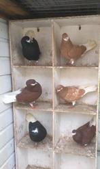 A'damse baardtuimelaars rood, diverse koppels - sierduiven, Dieren en Toebehoren, Meerdere dieren, Tuimelaar of Roller