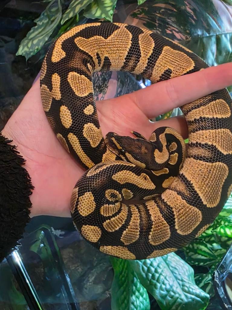 Ballpython- python regius- koningspython Ball Python - female for sale from MiSa
