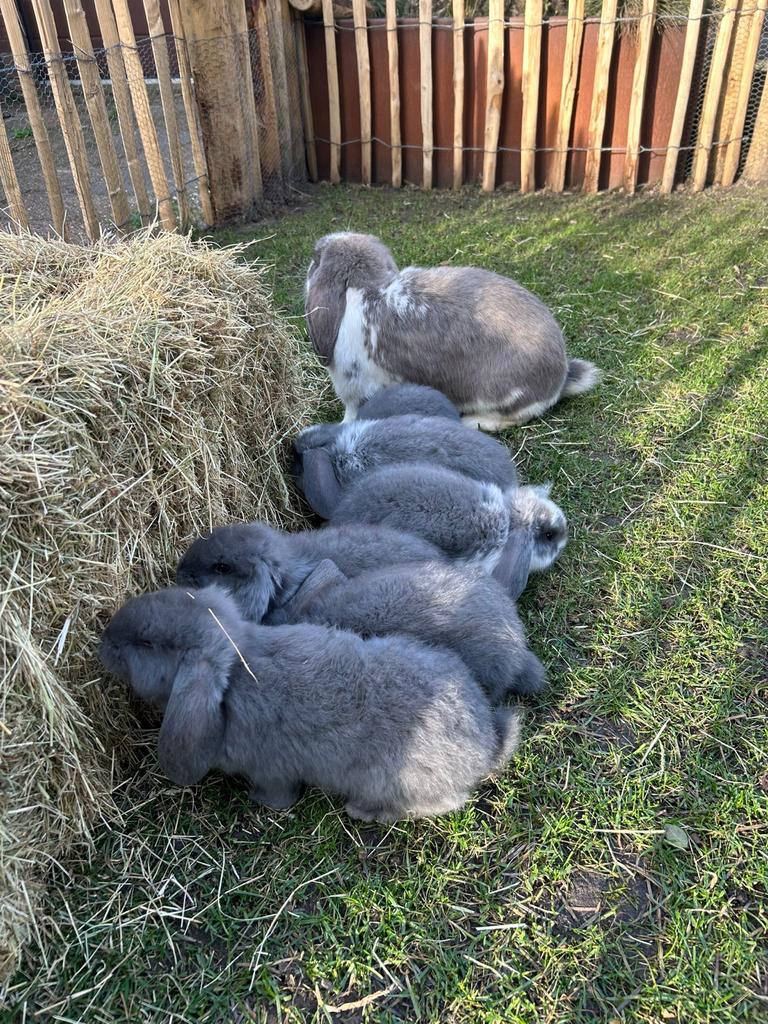Jonge franse hangoor konijnen, Meerdere dieren, Groot, Hangoor