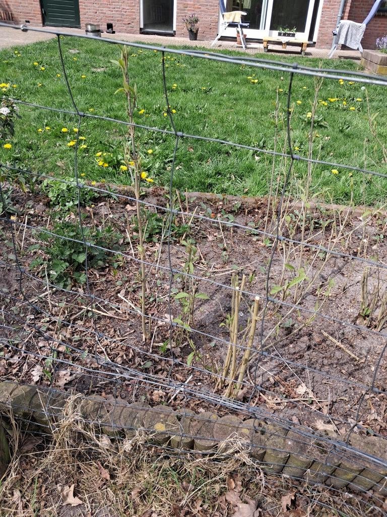 Schapengaas, Ophalen of Verzenden