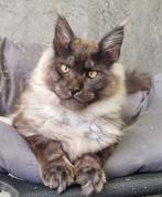 Maine Coon kater black smoke 4 mnd, 0 tot 2 jaar