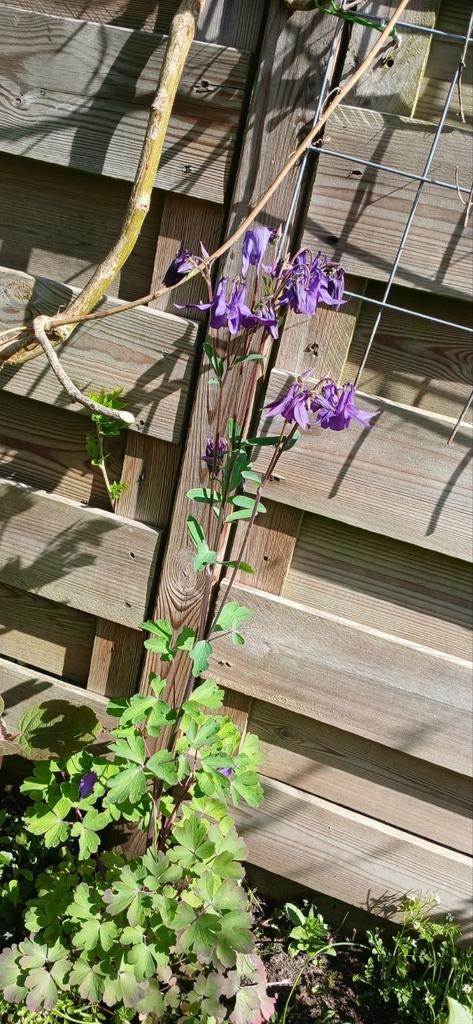 Akelei zaden mix - Roze, paars, wit voor uw tuin, Ophalen of Verzenden, Voorjaar, Halfschaduw, Zaad